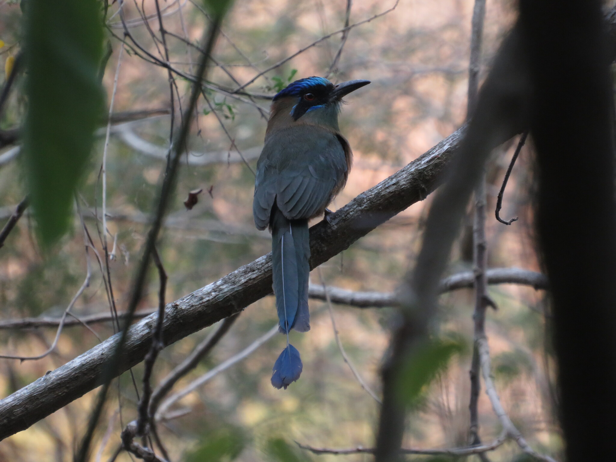 Amazonian Motmot illustration