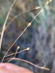 Panicum