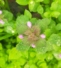 Lamium purpureum