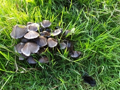 Coprinopsis atramentaria