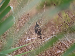 Turdus merula