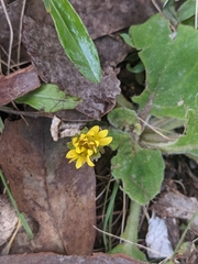 Cymbonotus lawsonianus