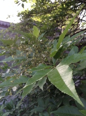 Fraxinus