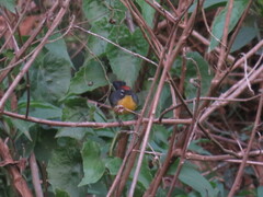 Myioborus brunniceps