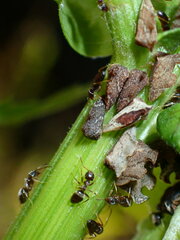 Formicinae