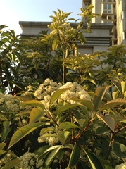 Photinia × fraseri