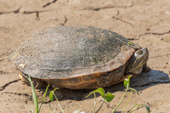 Pseudemys concinna concinna