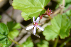 Pelargonium grossularioides