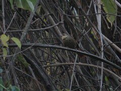 Syndactyla rufosuperciliata