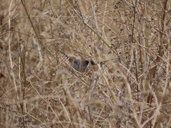 Curruca melanocephala