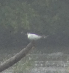 Sterna hirundo
