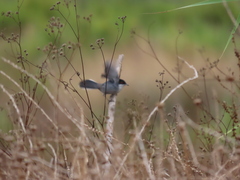 Curruca melanocephala