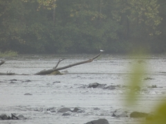 Sterna hirundo