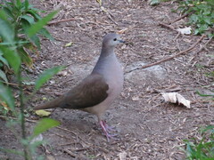 Leptotila megalura