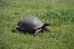 Stigmochelys pardalis