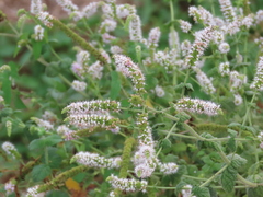 Mentha suaveolens