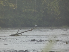 Sterna hirundo