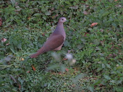 Leptotila megalura