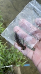Anax parthenope julius