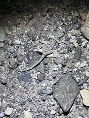 Cyrtopodion scabrum