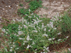 Mentha suaveolens