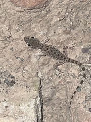 Cyrtopodion scabrum