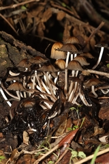 Coprinellus