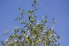 Salix × fragilis