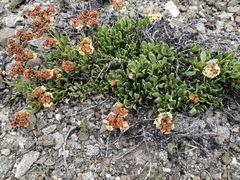 Heliotropium