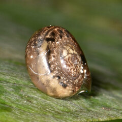 Helicarionidae