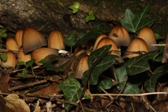 Coprinellus