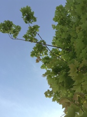 Acer rubrum