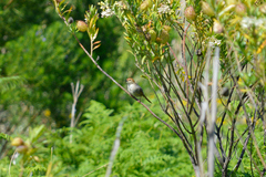 Cisticola tinniens