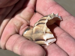 Sinistrofulgur pulleyi