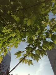 Acer rubrum