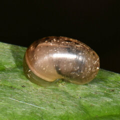 Helicarionidae