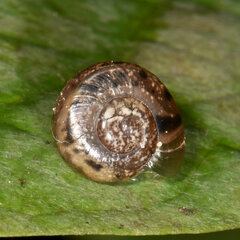 Helicarionidae