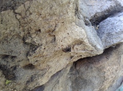 Salticidae