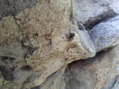 Salticidae