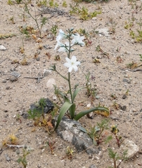 Zephyra elegans