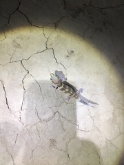 Teratoscincus bedriagai