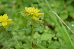 Euphorbia epithymoides