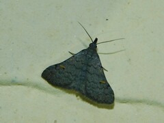 Naarda xanthonephroides