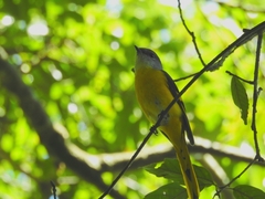 Pericrocotus solaris