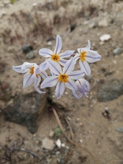 Leucocoryne coronata
