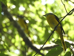 Pericrocotus solaris