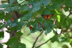 Danaus plexippus