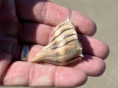 Sinistrofulgur pulleyi