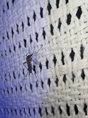 Aedes alboannulatus