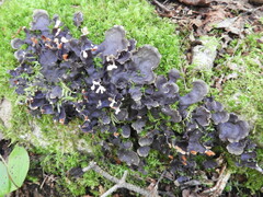 Peltigera membranacea